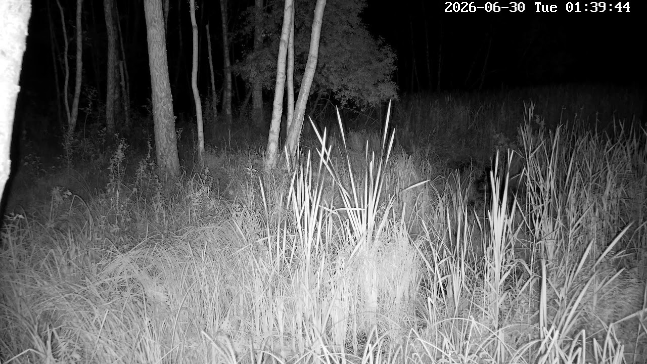 Live webcam view of Nido de grullas en Polesie