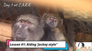 Orphan Ex-Pet Tieties First Day - 'Baboon School' at C.A.R.E.