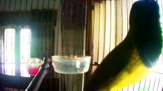 Download lagu 010 Enchanting Sounds Tropical Bird Calls to Relax honey bird sogokontong mp3 Download lagu 010 Enchanting Sounds Tropical Bird Calls to Relax honey bird sogokontong mp3