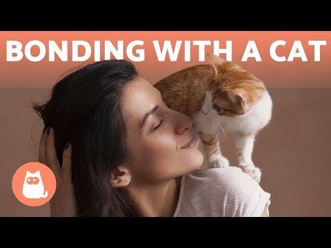 How Do I Improve My BOND with My CAT? 🧍❤️🐈 (5 Tips)