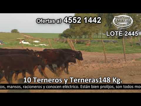 Lote 10 Terneros y Terneras 9 AA c/  HO y 1 AA c/  NO. 148kg -  en Pichinango a 5 Km de Ruta 2 km 145.500