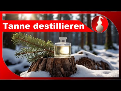 Distilling a Christmas tree - making your own essential oil - distillation as a hobby - diSTILLed