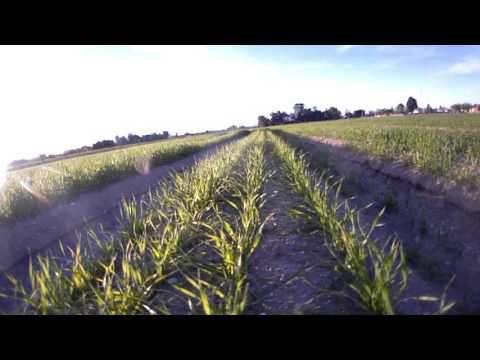 Time Lapse of the beginning of the 2020 wheat crop