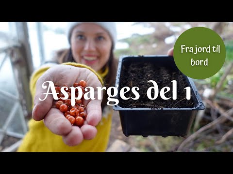 Asparges fra jord til bord - del 1 | Så