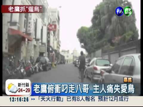 老鷹俯衝叼走八哥 主人嚇傻了