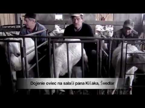 Dojenie oviec na salaši pána Kišáka, Švedlár