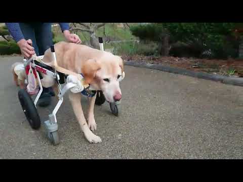 犬用車椅子で歩くラブラドールレトリバー　ルイちゃん17歳