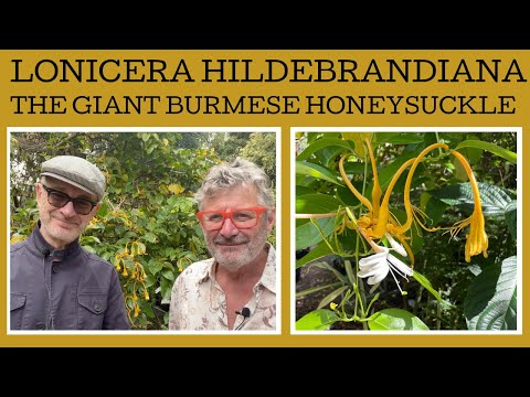 How to grow Lonicera hildebrandiana, the Giant Burmese Honeysuckle!