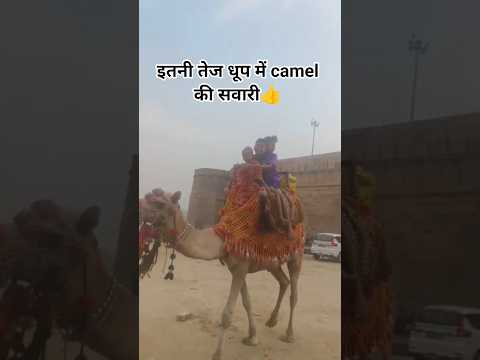 Camel ki riding Mahakumbh 2025😍🥰😅#short#shortvideo