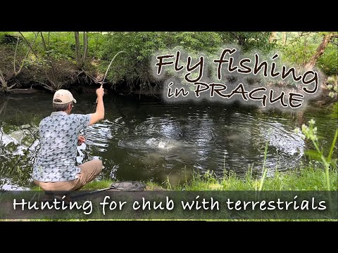 Fly fishing in Prague #1 Hunting for chub on a meadow creek with terrestrials and fiberglass fly rod