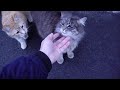 Cute Ginger Cat With Mother Cat