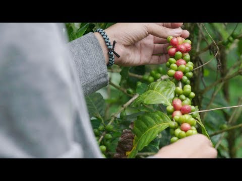 Coffee and Climate Change