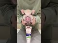 STOP ANIMAL TESTING