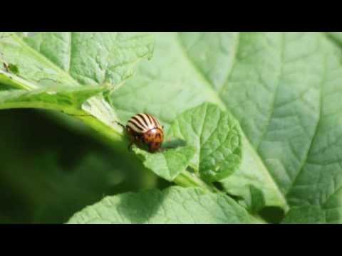 , title : 'Everything you need to know about the Colorado Potato Beetle'