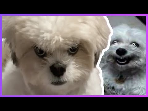 4 Minutes Of Angry & Funny Dogs and Cats Of TikTok (Clips)