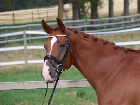 Fio von Worrenberg, OL, geb. 2015, Fürst Romancier x Rohdiamant, Wallach, 175 cm