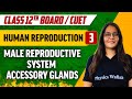 Human Reproduction 03 | Male Reproductive System Accessory Glands | Class 12th/CUET