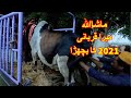 Alhamdulillah My Bull For Qurbani 2021 Purchased In 138k