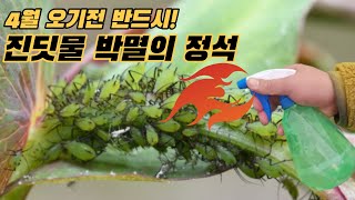 나무를 죽이는 악마! 진딧물 괴멸의 정석 (feat.예방이 생명이다)