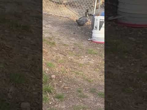 blue sweedish duck snuck in the pen