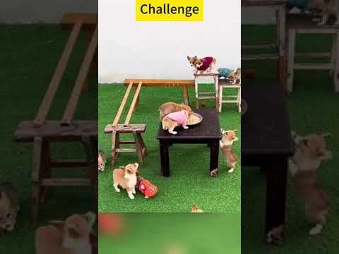 Ce how is duing  dogs 🐕