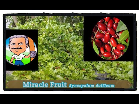 , title : 'How to grow the Miracle Fruit plant'