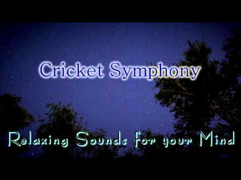 🎧 NATURE SOUNDS for Relaxing, Meditation & Sleep... Night Time Cricket Sounds
