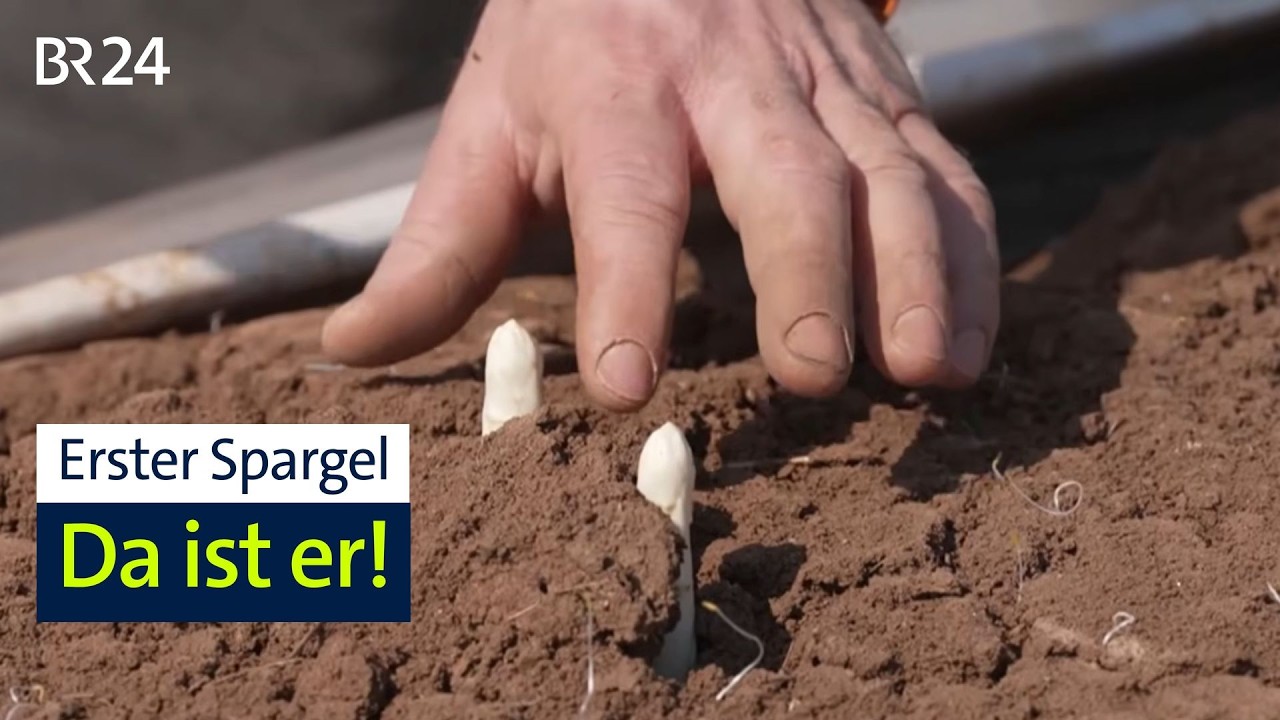 Früher als sonst: Start der fränkischen Spargelsaison | BR24
