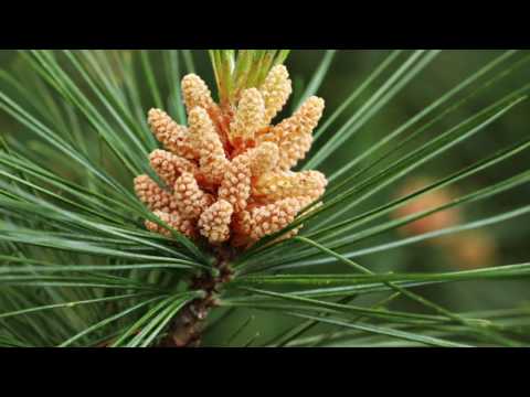 Bachblüte Pine oder Kiefer
