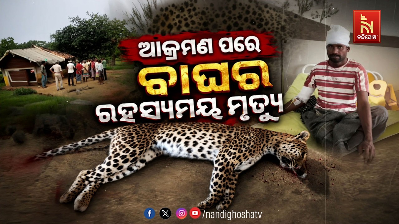 🔴 Live | ଆକ୍ରମଣ ପରେ ବାଘର ରହସ୍ୟମୟ ମୃତ୍ୟୁ