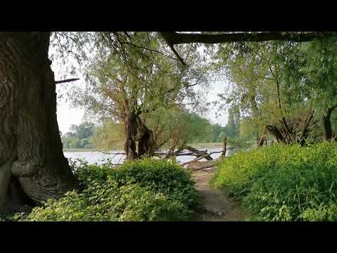 Silberpappel, magic place in Mannheim, Germany