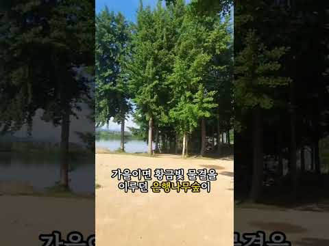 오늘의 쉼표, 다산 은행나무 숲 라이딩 #고령군sns기자단 권오호