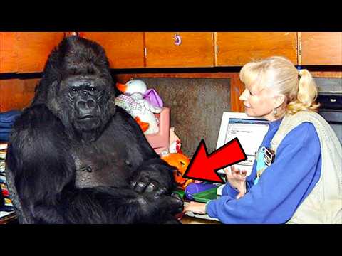 Gorilla That Can Talk Said Something Shocking About Humans – You Won’t Believe It!