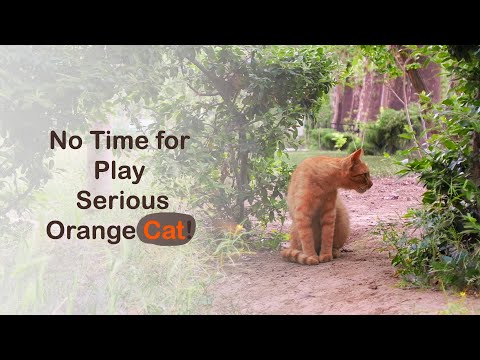 "Funny serious Orange Cat Doing Hilarious Things - Cute & Playful Cat Moments!"