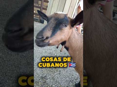 Cosas de cubano, Palabras que se Dicen en Cuba #cubano #cubanslang