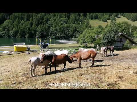 CAVALLI ALLA DIGA DI PONTECHIANALE IN VALLE VARAITA (CN) MART. 16 - 7 - 2019