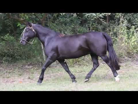 LOTE 14   ZILDA DOS CASTANHEIROS