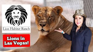 Lion Habitat Ranch Las Vegas