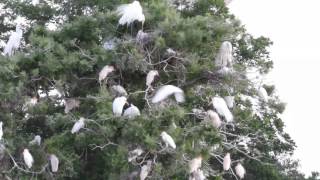 preview picture of video 'Murphy Park Rookery, Taylor, TX, 2014-05-17'