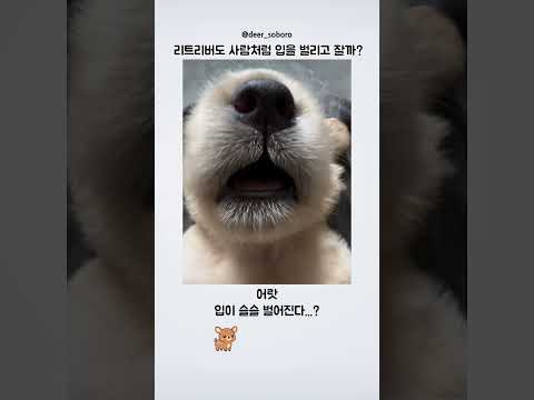 리트리버도 사람처럼 입을 벌리고 잘까?