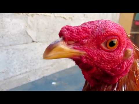 como es los últimos días de cuido de mis gallos