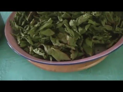 download lagu mp3 mp4 How To Make Tea From Fresh Mulberry Leaf, download lagu How To Make Tea From Fresh Mulberry Leaf gratis, unduh video klip How To Make Tea From Fresh Mulberry Leaf