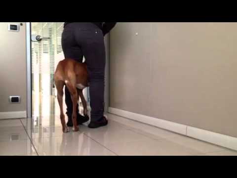 Azawakh Haku. Percezione posteriori ,movimento laterale