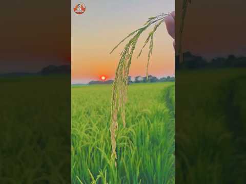 Suraj kab  dor gagan se music🎧  #trendingshorts #viralvideo #shortvideo #trendingshorts #viral