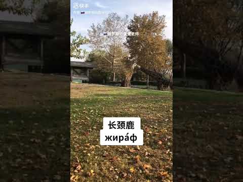 俄语学习 俄语 俄语老师 俄语外教 俄语单词 俄语动物名称 俄罗斯语 俄语远程教育