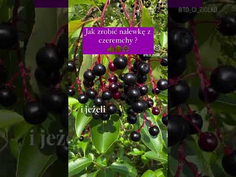 Bird cherry tincture - the simplest way without sugar 👍🌸