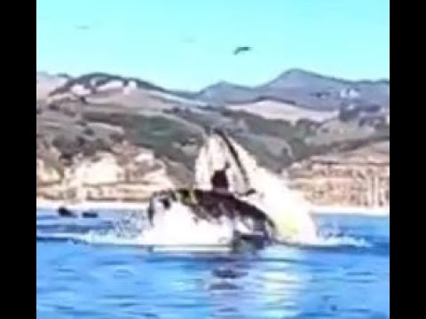 Humpback Whale Nearly Swallows Kayaker Like Monstro From 'Pinocchio' In Shocking Close Encounter