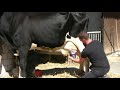 Видео о товаре Saphir Машинка для стрижки лошадей, КРС и мелких животных / Heiniger (Швейцария)