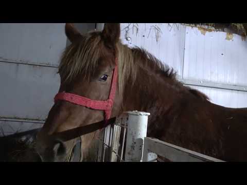 Caii lui Mircea de la Rontau, Bihor 2020 Nou!!!