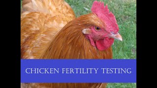 Testing Chicken Fertility - Cockerels (Roosters) and Hens